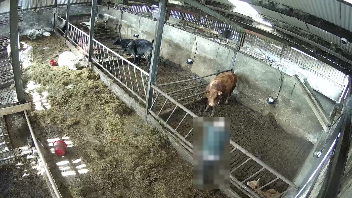 Wide barn camera view over pens with cattle and a calf