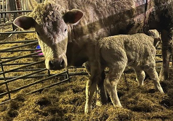 Cow with a newborn calf on straw